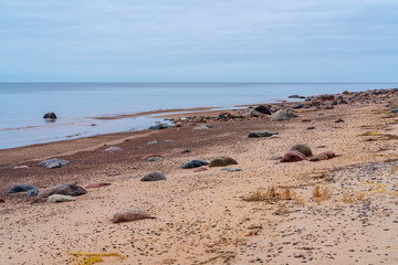 The sandy coast and horizon of the Baltic Sea; the sea is calm, without waves; along the beach are larger and smaller stones