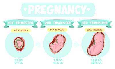  Pregnancy by trimester stages vector illustration. Female with fetus in belly.  Vector infographics.