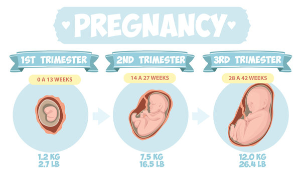  Pregnancy by trimester stages vector illustration. Female with fetus in belly.  Vector infographics.