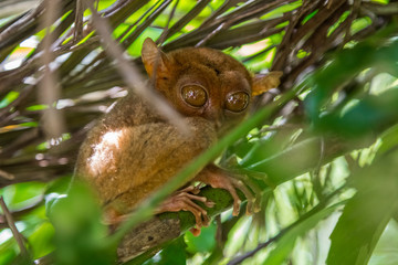 Tarsier in a tree at Bohol Tarsier sanctuary, Philippines