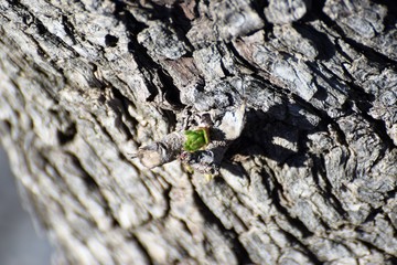 old tree illness 
