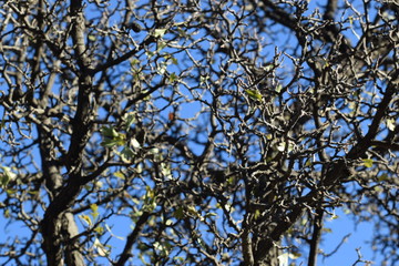 Cyprus spring forest  