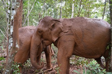 Fototapeta na wymiar Asian Elephants at Mondokiri Elephant Sanctuary