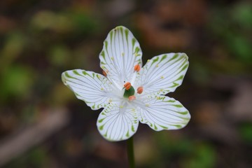 Largeleaf Grass of Parnassus in Ocala National Forest