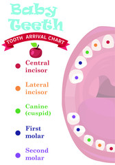 Tooth  arrival chart infographic. Temporary teeth - names, groups, period of eruption and shedding of the children. Vector illustration, baby teeth.