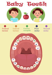 Tooth  arrival chart infographic. Temporary teeth - names, groups, period of eruption and shedding of the children. Vector illustration, baby teeth.