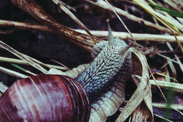 snail