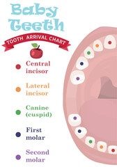 Tooth  arrival chart infographic. Temporary teeth - names, groups, period of eruption and shedding of the children. Vector illustration, baby teeth.