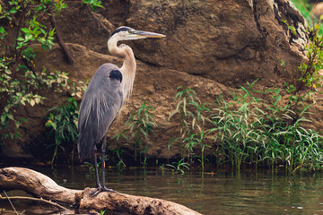 great blue heron fishing