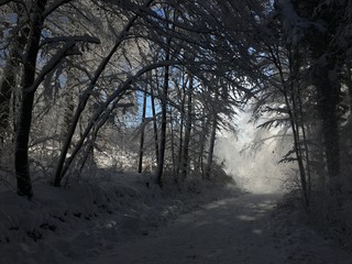 spaziergang im wald, wunderschöne winterlandschaft/schnee fällt an einem sonnigen tag von den bäumen, erholung in winterlicher natur/sonne im schnee, licht fällt durch die äste der bäume
