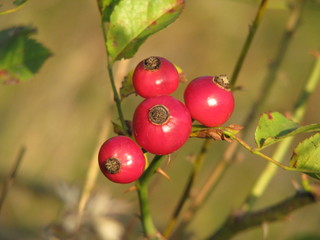 Four rosehip fruit