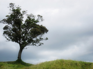 Obraz premium Lonely Tree