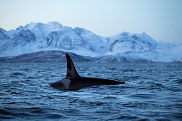 Naklejka premium orka, orca, orcinus orca