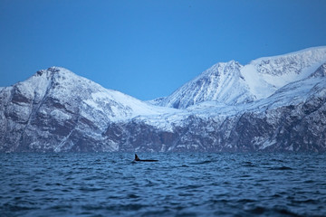 Fototapeta na wymiar killer whale, orca, orcinus orca