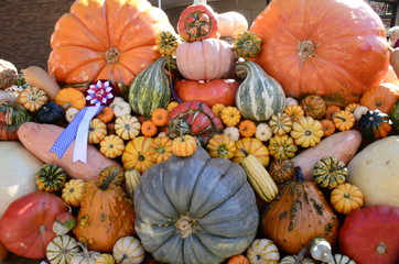 Fall Pumpkins