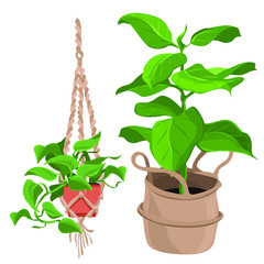 Macrame plant hangers for scandinavian interior.