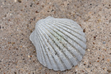 gray seashell on beach