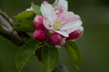 Obraz premium Close up of partially open blossom on an apple tree in an orchard with green background selective focus