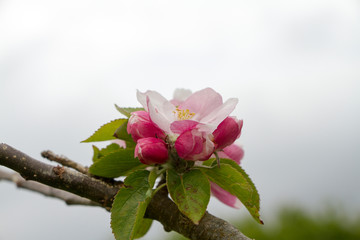 Beautiful delicate blossom on the branch of an apple tree white background selective focus