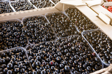 Plastic box is full of fresh black and red currant in farmer market.