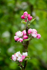 Close up of apple blossom in bud on a branch with green background selective focus
