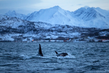 Obraz premium orka, orca, orcinus orca