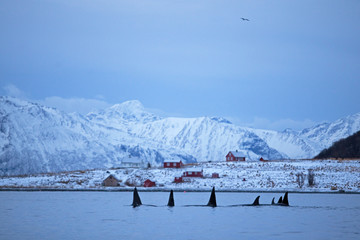 Obraz premium orka, orca, orcinus orca