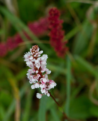 Gorgeous pink and red spikey flower shallow depth of field 