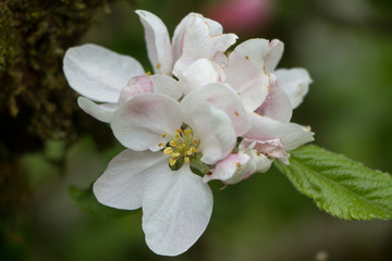 Obraz premium Close up of delicate pale pink and white apple blossom selective focus