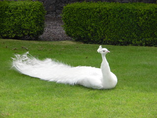 white peacock © Danielle