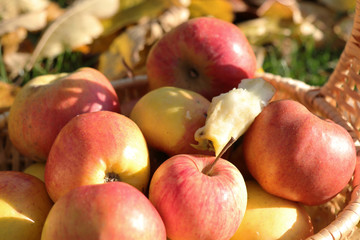 les pommes et le trognon 