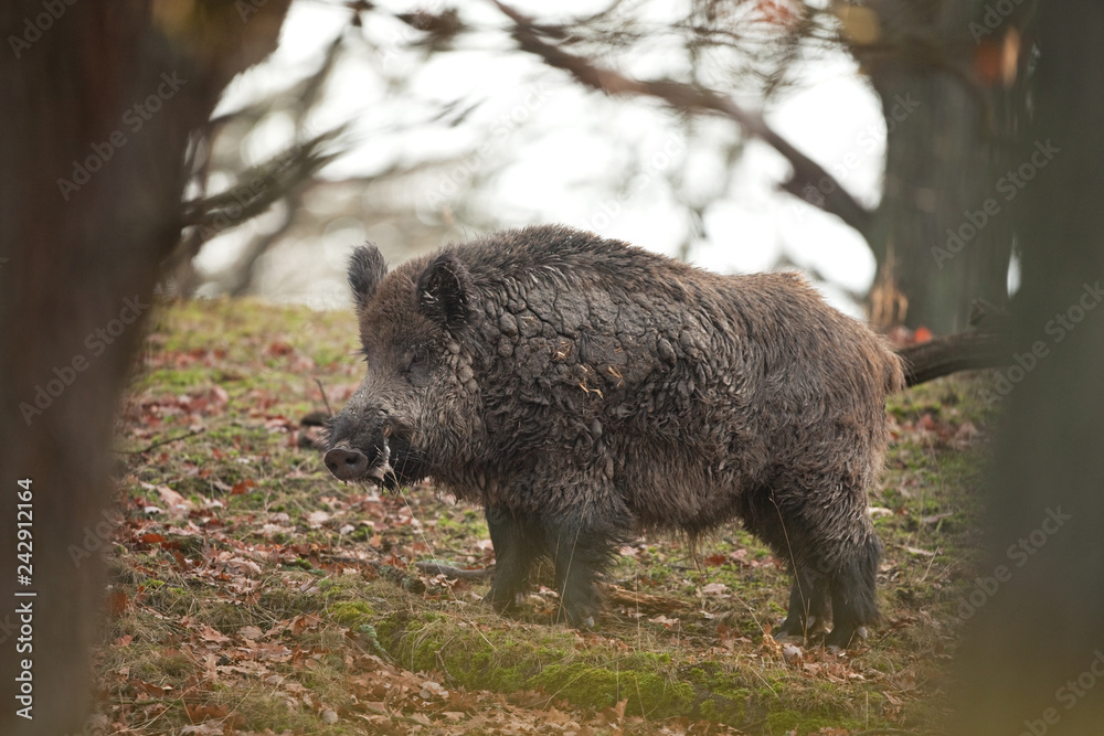 Wall mural wild boar, sus scrofa, czech republic