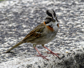 Zonotrichia capensis