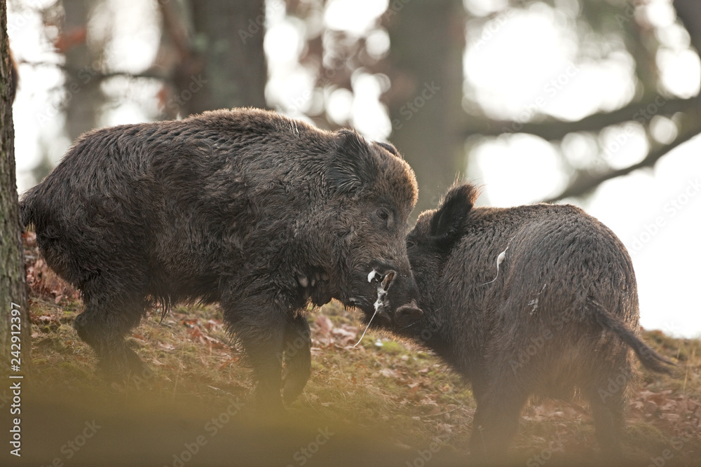 Wall mural wild boar, sus scrofa, czech republic