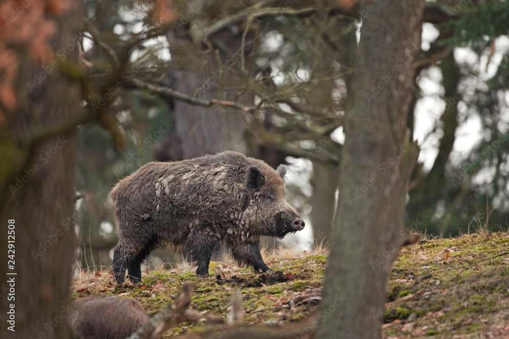 Wall mural wild boar, sus scrofa, czech republic