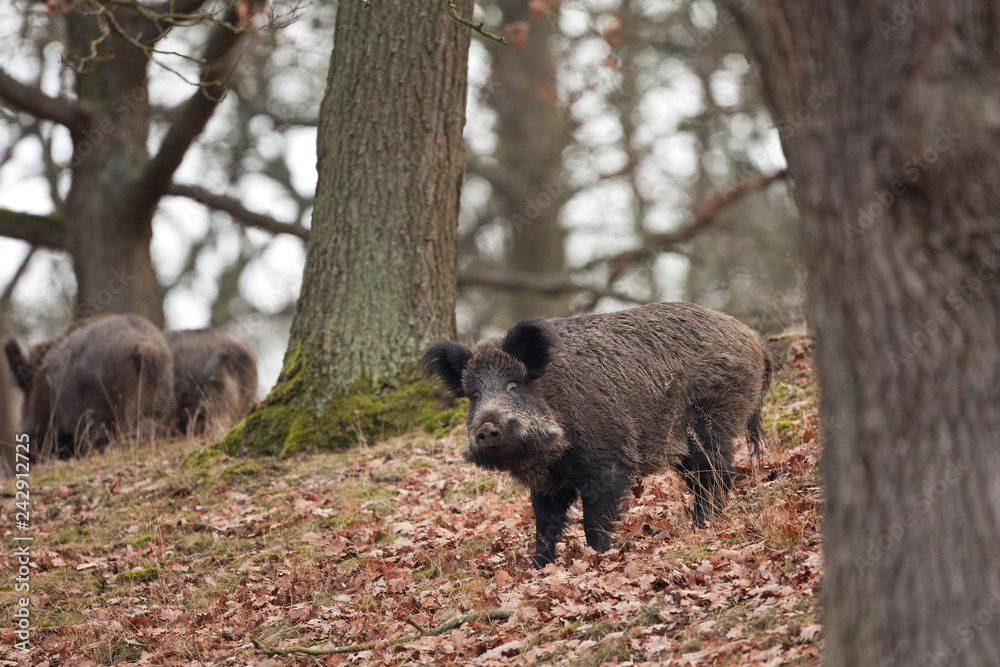 Wall mural wild boar, sus scrofa, czech republic