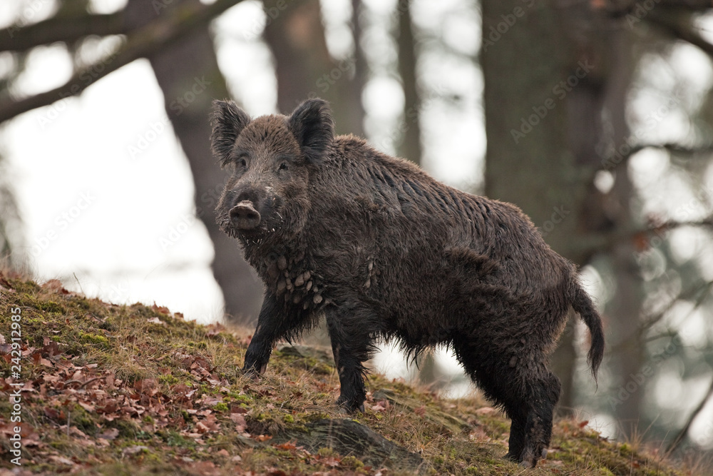 Wall mural wild boar, sus scrofa, czech republic