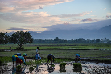 Farmers in thePhilippines