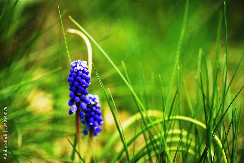 Wall mural two blooming muscari flowers in grass.