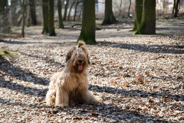 Sitting dog briard with ponytail in park.