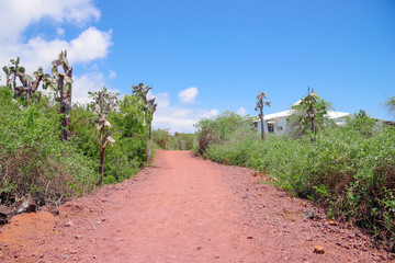 Outdoor view of typical vegetation of Galapagos Island with a sand path for visit the Charles Darwin Research station