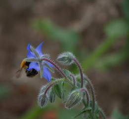 Bee pollinating a blue borage flower selective focus