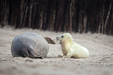 grey seal, halichoerus grypus, Helgoland