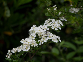 Blossom on a branch of a hawthorn tree