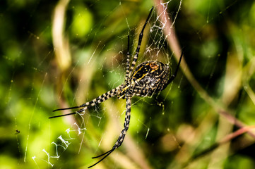 Banded Argiope, Banded Garden Spider, Argiope Trifasciata Macro Photography Closeup