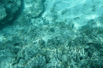 Naklejka na ściany i meble Tranquil underwater coral garden scene with copy space