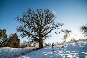 very large hundred years old oak tree in winter