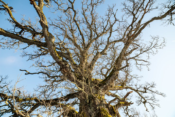 very large hundred years old oak tree in winter