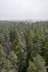 misty forest in winter. far horizon