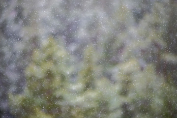 misty forest in winter. far horizon
